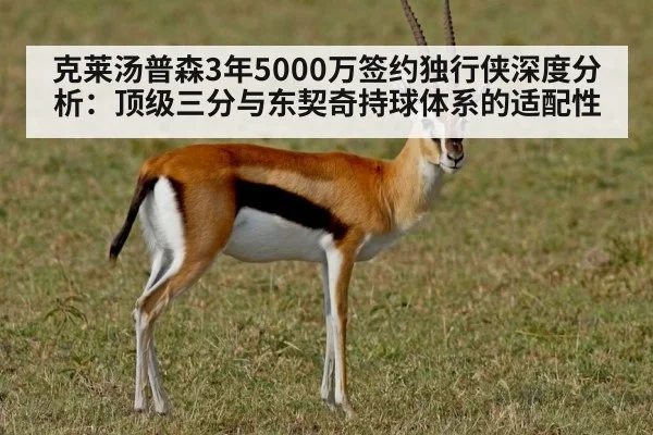 克莱汤普森3年5000万签约独行侠深度分析：顶级三分与东契奇持球体系的适配性